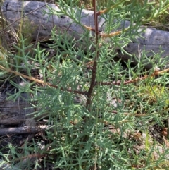 Cupressus arizonica (Arizona Cypress) at Mount Majura - 7 Feb 2022 by waltraud