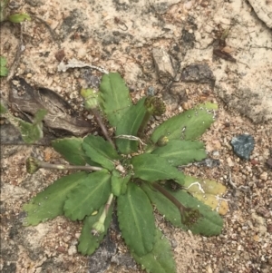 Solenogyne dominii at O'Malley, ACT - 5 Feb 2022