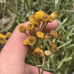 Chrysocephalum apiculatum (Common Everlasting) at O'Malley, ACT - 5 Feb 2022 by Tapirlord