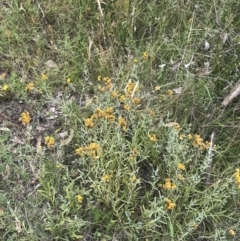 Chrysocephalum apiculatum at O'Malley, ACT - 5 Feb 2022 04:28 PM