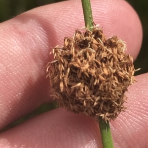 Ficinia nodosa at O'Malley, ACT - 5 Feb 2022 04:18 PM