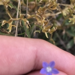 Wahlenbergia multicaulis (Tadgell's Bluebell) at O'Malley, ACT - 5 Feb 2022 by Tapirlord