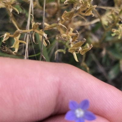 Wahlenbergia multicaulis (Tadgell's Bluebell) at O'Malley, ACT - 5 Feb 2022 by Tapirlord