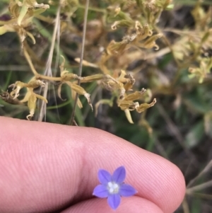 Wahlenbergia multicaulis at O'Malley, ACT - 5 Feb 2022 04:12 PM