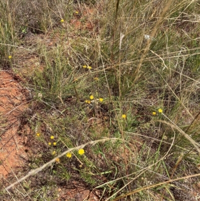 Rutidosis leptorhynchoides (Button Wrinklewort) at Mount Majura - 7 Feb 2022 by waltraud