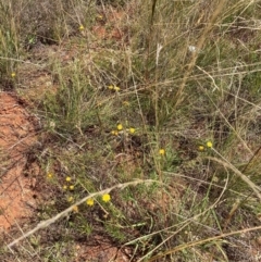 Rutidosis leptorhynchoides (Button Wrinklewort) at Watson, ACT - 7 Feb 2022 by waltraud
