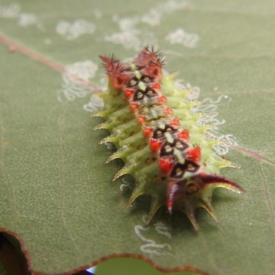 Doratifera quadriguttata (Four-spotted Cup Moth) at Lions Youth Haven - Westwood Farm A.C.T. - 7 Feb 2022 by HelenCross