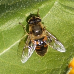 Eristalis tenax (Drone fly) at Burra, NSW - 7 Feb 2022 by Steve_Bok