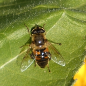 Eristalis tenax at Burra, NSW - 7 Feb 2022