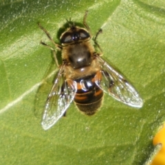 Eristalis tenax at Burra, NSW - 7 Feb 2022