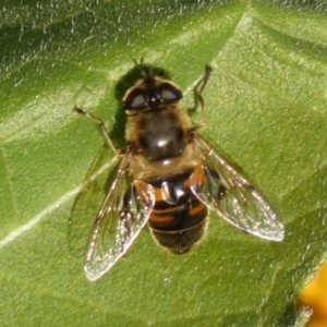 Eristalis tenax at Burra, NSW - 7 Feb 2022