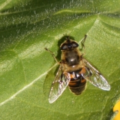 Eristalis tenax at Burra, NSW - 7 Feb 2022