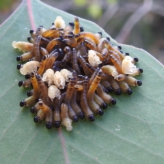 Pergidae sp. (family) (Unidentified Sawfly) at Lions Youth Haven - Westwood Farm A.C.T. - 7 Feb 2022 by HelenCross