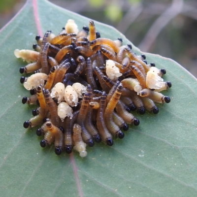 Pergidae sp. (family) (Unidentified Sawfly) at Lions Youth Haven - Westwood Farm A.C.T. - 7 Feb 2022 by HelenCross