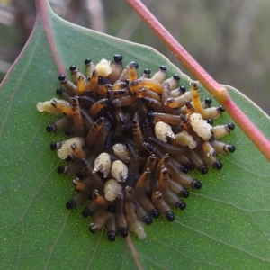 Pergidae sp. (family) at Kambah, ACT - 7 Feb 2022