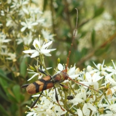 Aridaeus thoracicus (Tiger Longicorn Beetle) at Lions Youth Haven - Westwood Farm A.C.T. - 7 Feb 2022 by HelenCross