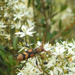 Aridaeus thoracicus (Tiger Longicorn Beetle) at Kambah, ACT - 7 Feb 2022 by HelenCross