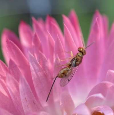 Megastigmus sp. (genus) (Parasitic wasp) at QPRC LGA - 7 Feb 2022 by Steve_Bok