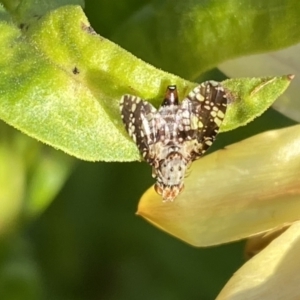 Austrotephritis sp. (genus) at Burra, NSW - 7 Feb 2022