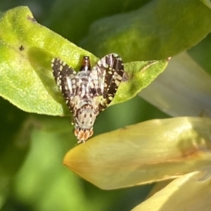 Austrotephritis sp. (genus) at Burra, NSW - 7 Feb 2022