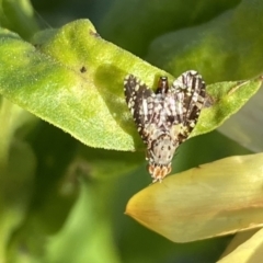 Austrotephritis sp. (genus) at Burra, NSW - 7 Feb 2022