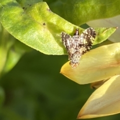 Austrotephritis sp. (genus) at Burra, NSW - suppressed