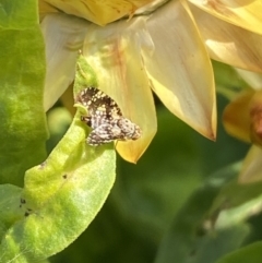 Austrotephritis sp. (genus) at Burra, NSW - suppressed