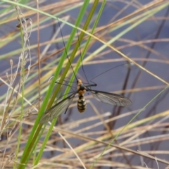 Leptotarsus (Leptotarsus) clavatus (A crane fly) at Rugosa at Yass River - 7 Feb 2022 by SenexRugosus