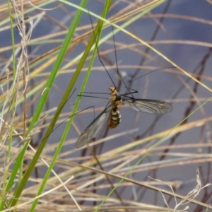 Leptotarsus (Leptotarsus) clavatus at Yass River, NSW - 7 Feb 2022