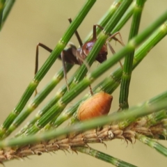 Unidentified Insect at Lions Youth Haven - Westwood Farm - 7 Feb 2022 by HelenCross