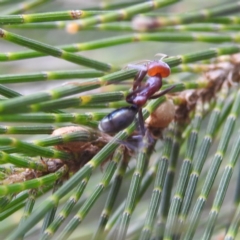 Iridomyrmex purpureus (Meat Ant) at Lions Youth Haven - Westwood Farm A.C.T. - 7 Feb 2022 by HelenCross