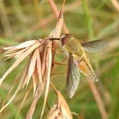 Trichophthalma punctata (Tangle-vein fly) at Lions Youth Haven - Westwood Farm A.C.T. - 7 Feb 2022 by HelenCross
