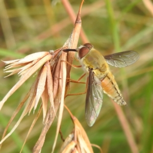 Trichophthalma punctata at Kambah, ACT - 7 Feb 2022