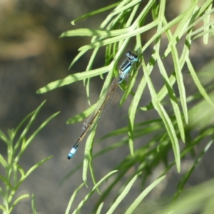Ischnura heterosticta at Burra, NSW - 7 Feb 2022