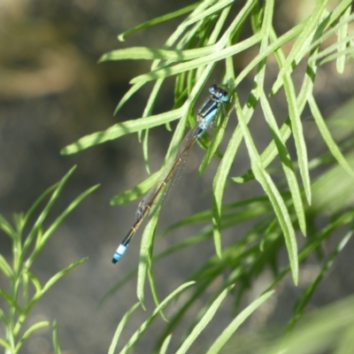 Ischnura heterosticta (Common Bluetail Damselfly) at Burra, NSW - 7 Feb 2022 by SteveBorkowskis