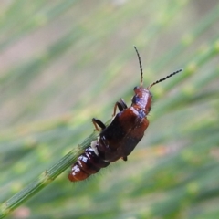 Carphurus sp. (genus) (Soft-winged flower beetle) at Lions Youth Haven - Westwood Farm A.C.T. - 7 Feb 2022 by HelenCross