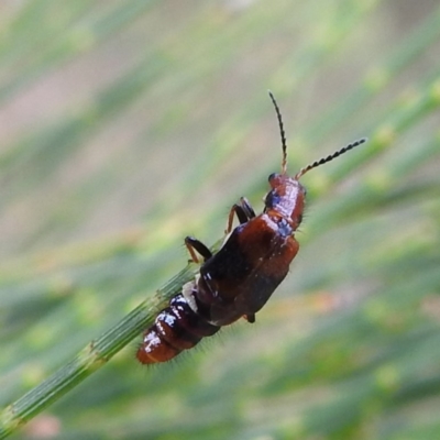 Carphurus sp. (genus) (Soft-winged flower beetle) at Lions Youth Haven - Westwood Farm A.C.T. - 7 Feb 2022 by HelenCross