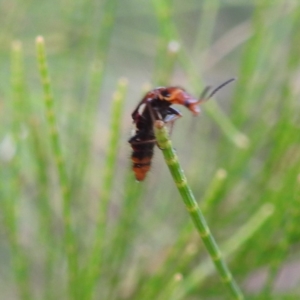 Carphurus sp. (genus) at Paddys River, ACT - 7 Feb 2022