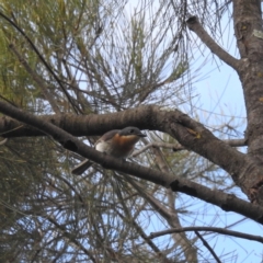 Myiagra rubecula (Leaden Flycatcher) at Lions Youth Haven - Westwood Farm A.C.T. - 7 Feb 2022 by HelenCross