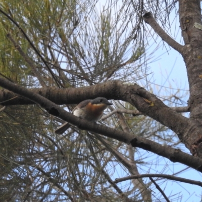 Myiagra rubecula (Leaden Flycatcher) at Paddys River, ACT - 7 Feb 2022 by HelenCross