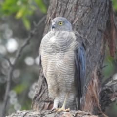 Accipiter cirrocephalus (Collared Sparrowhawk) at Lions Youth Haven - Westwood Farm A.C.T. - 7 Feb 2022 by HelenCross