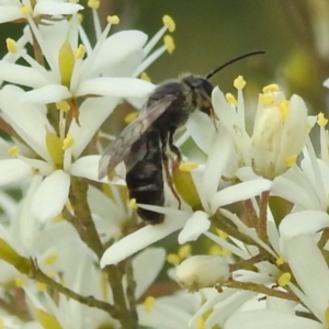 Leioproctus (Leioproctus) alleynae at Paddys River, ACT - 7 Feb 2022