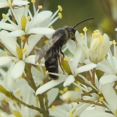 Leioproctus (Leioproctus) alleynae at Lions Youth Haven - Westwood Farm A.C.T. - 7 Feb 2022 by HelenCross