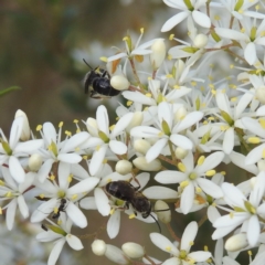 Leioproctus (Leioproctus) alleynae at Paddys River, ACT - 7 Feb 2022