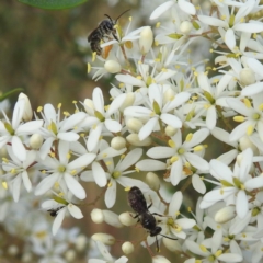 Leioproctus (Leioproctus) alleynae at Paddys River, ACT - 7 Feb 2022