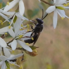 Leioproctus (Leioproctus) alleynae at Paddys River, ACT - 7 Feb 2022