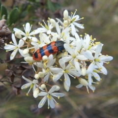 Castiarina crenata (Jewel beetle) at Paddys River, ACT - 7 Feb 2022 by HelenCross