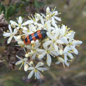 Castiarina crenata at Paddys River, ACT - 7 Feb 2022 05:58 PM