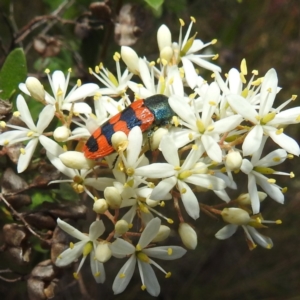 Castiarina crenata at Paddys River, ACT - 7 Feb 2022