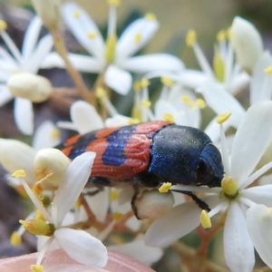 Castiarina crenata at Paddys River, ACT - 7 Feb 2022